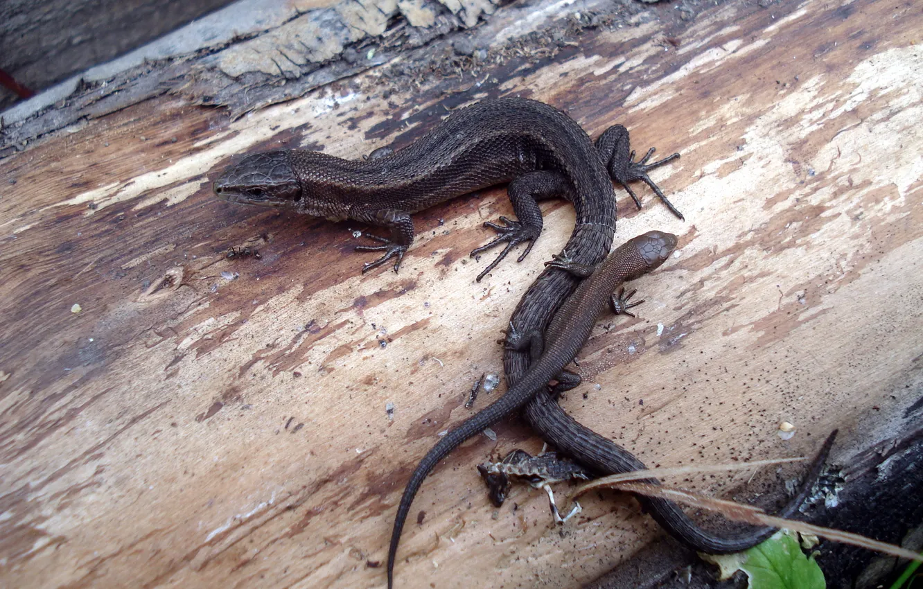 Photo wallpaper lizard, lizard, reptile