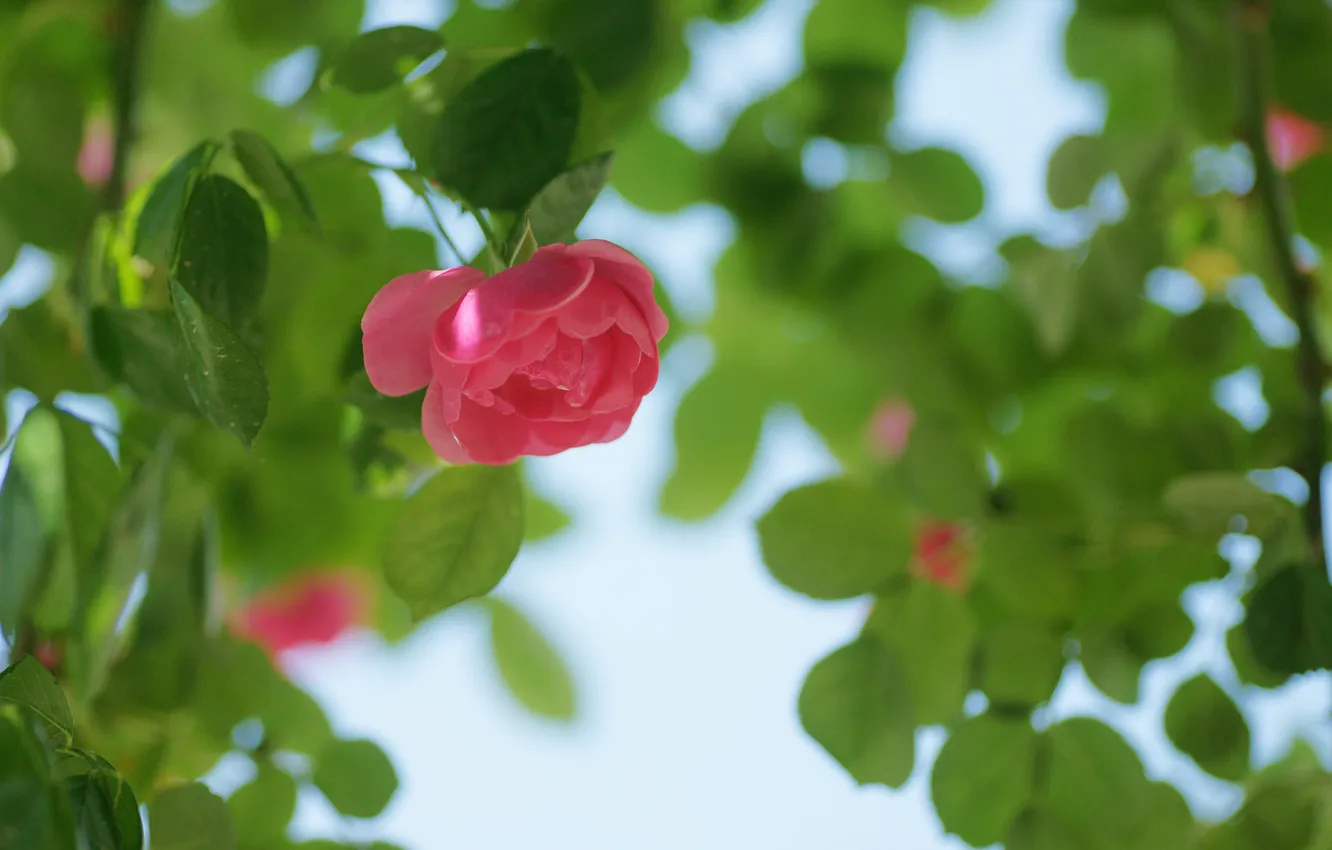 Photo wallpaper greens, leaves, flowers, roses, pink