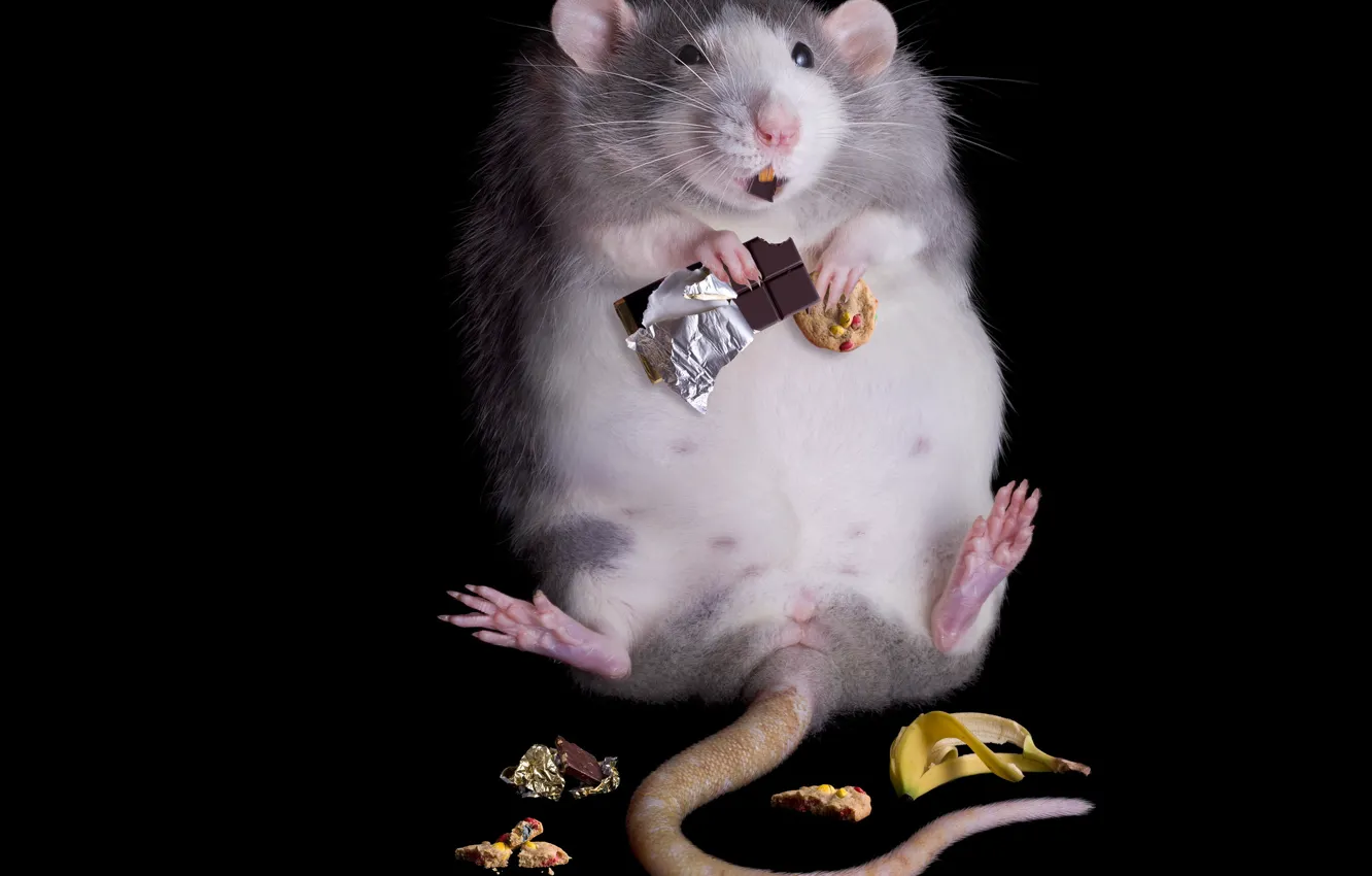 Photo wallpaper background, black, food, chocolate, bread, bananas, tail, rat