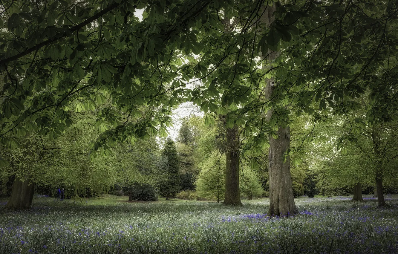Photo wallpaper trees, Park, chestnuts