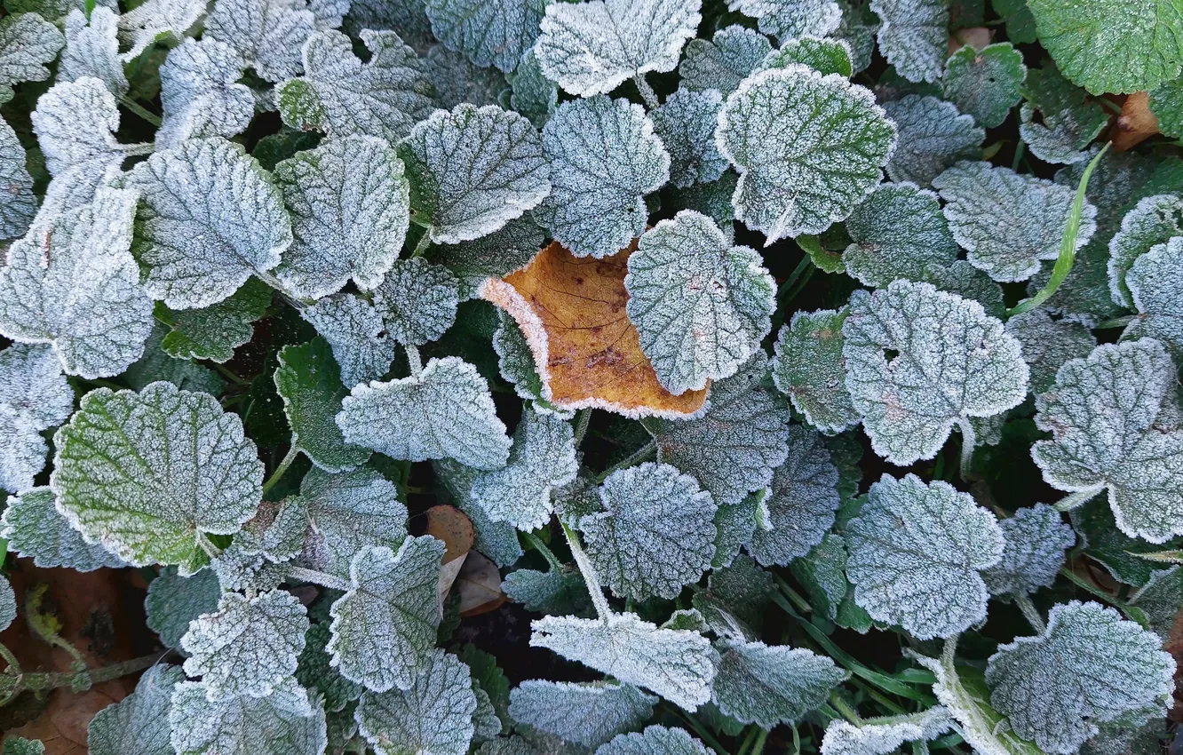 Photo wallpaper frost, grass, leaves, leaves