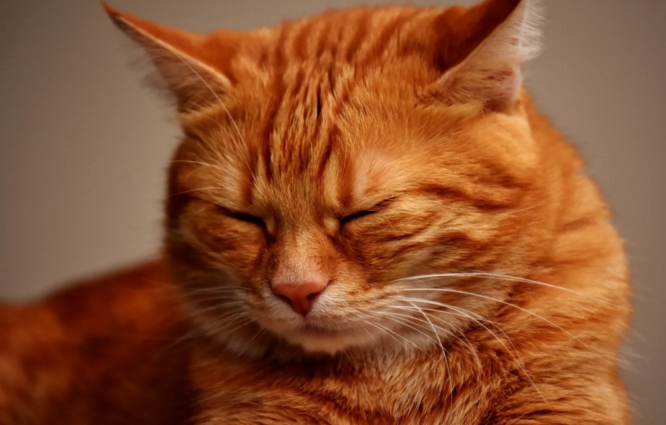 Photo wallpaper cat, red, sleep