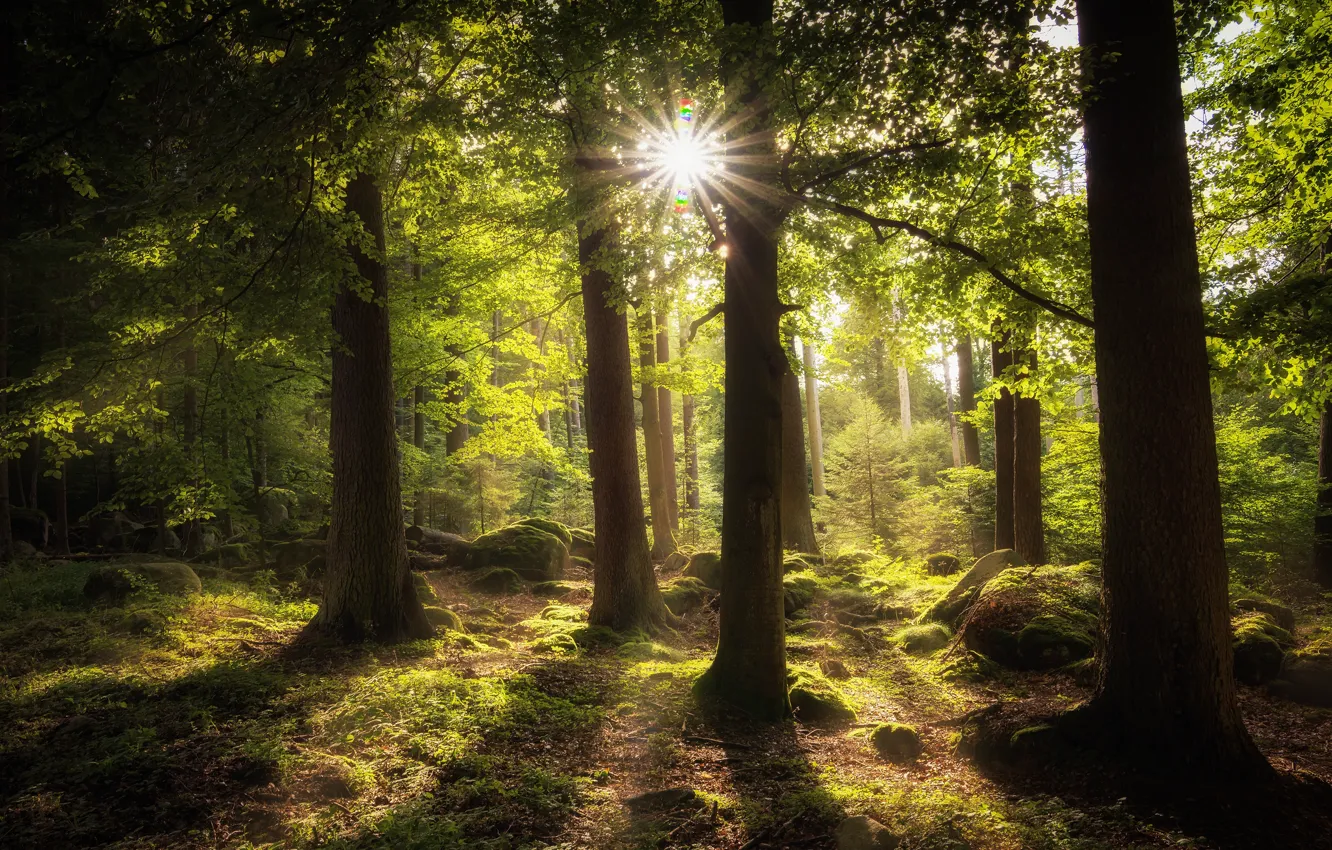 Photo wallpaper greens, forest, summer, the sun, rays, light, trees, branches