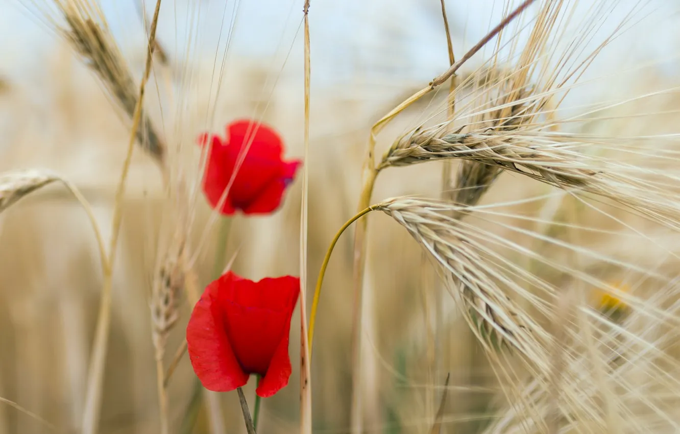 Photo wallpaper summer, Mac, ears