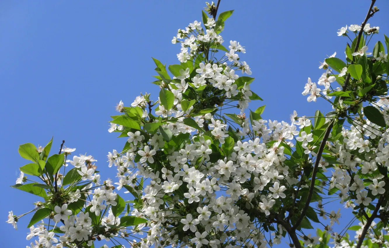 Photo wallpaper the sky, flowers, flowering tree, spring 2018, Mamala ©