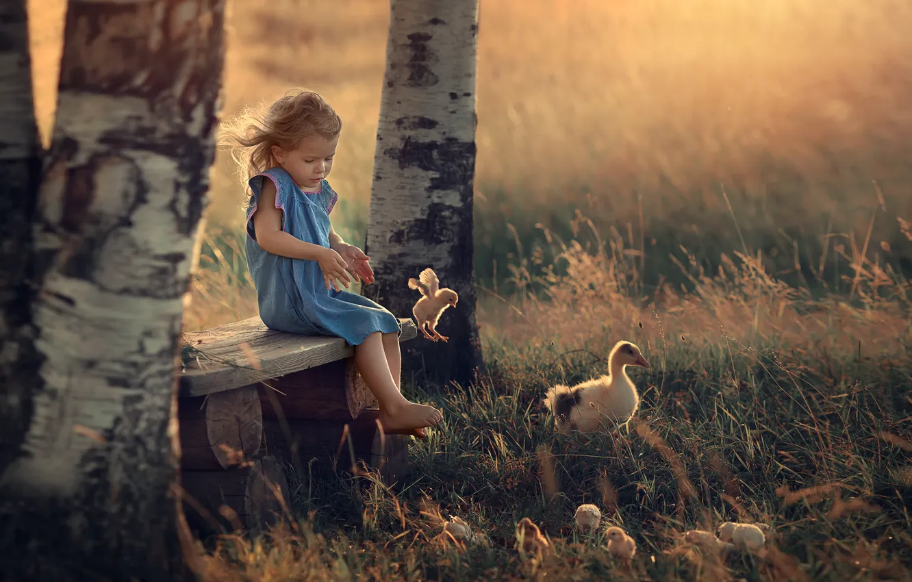 Photo wallpaper summer, trees, birds, nature, chickens, the evening, girl, shop