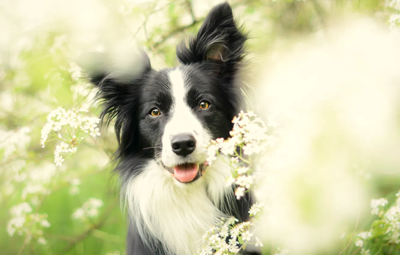 Photo wallpaper flowers, dog, spring, flowering, the border collie, Wallpaper from lolita777