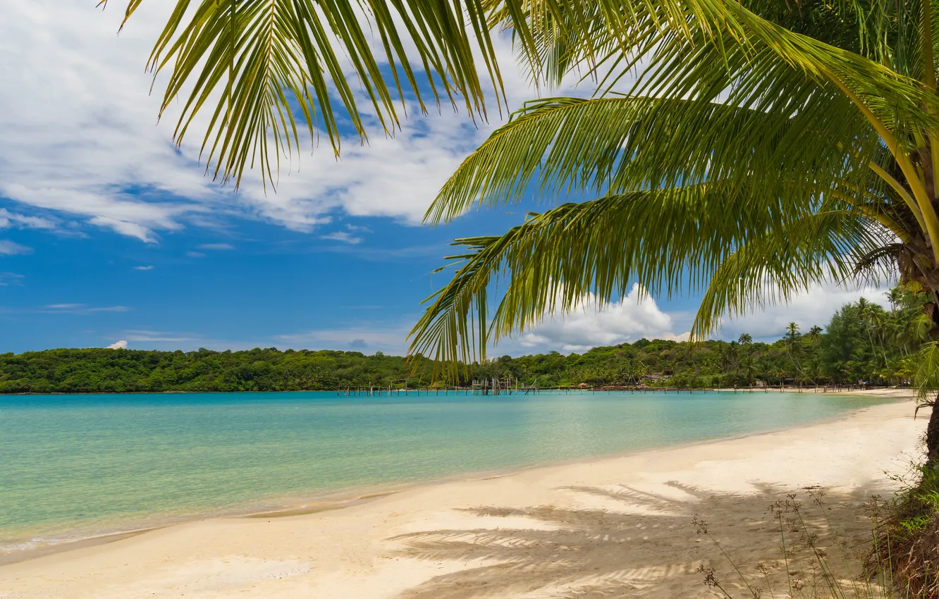 Photo wallpaper sand, sea, beach, summer, the sky, palm trees, summer, beach
