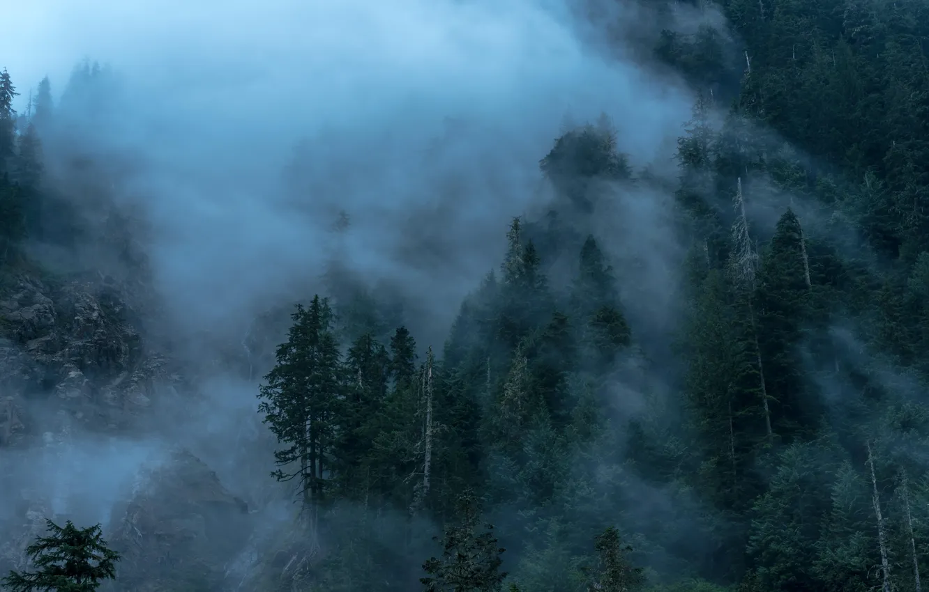Photo wallpaper trees, nature, fog, mountain, twilight