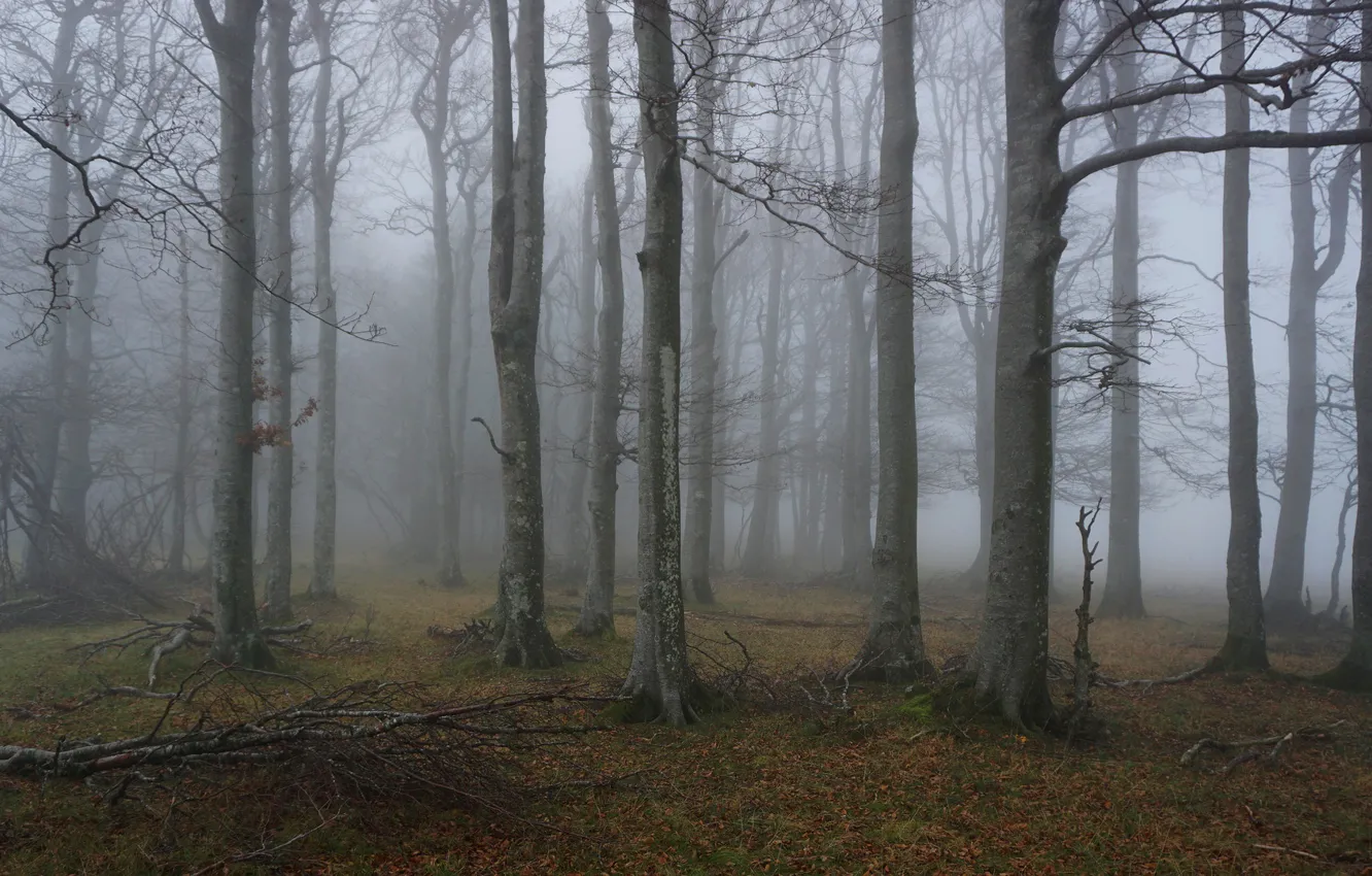 Photo wallpaper autumn, forest, trees, nature, fog, November