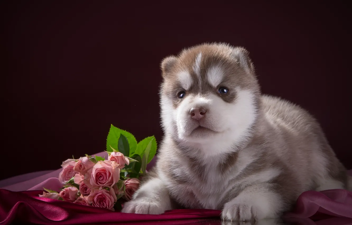 Photo wallpaper roses, puppy, fabric, husky, breed
