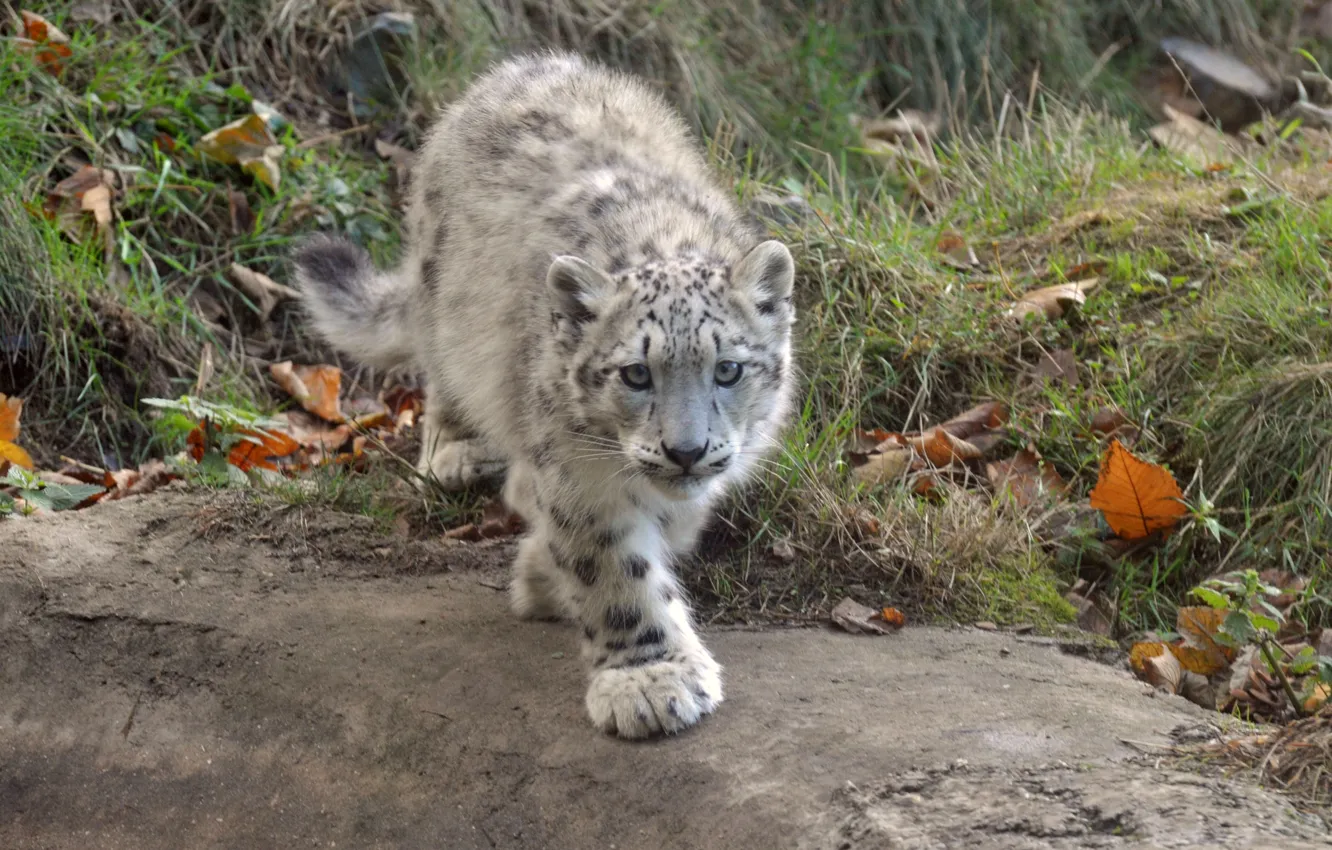 Photo wallpaper cat, look, IRBIS, snow leopard, cub, kitty