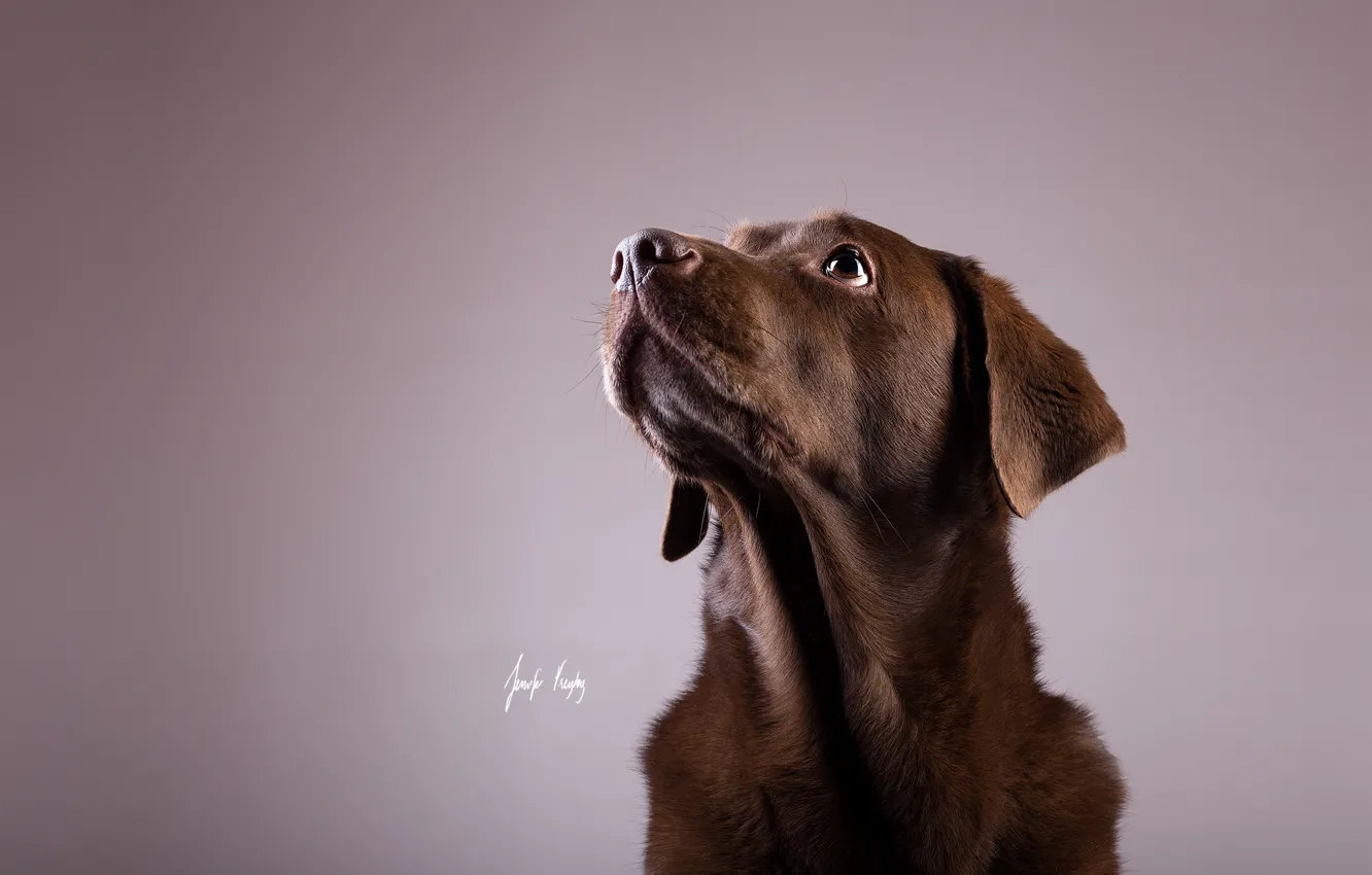 Photo wallpaper look, each, dog