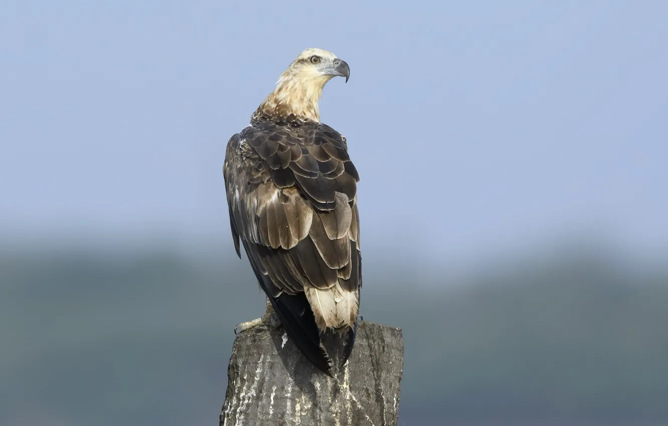 Photo wallpaper the sky, nature, bird, White bellied sea eagle