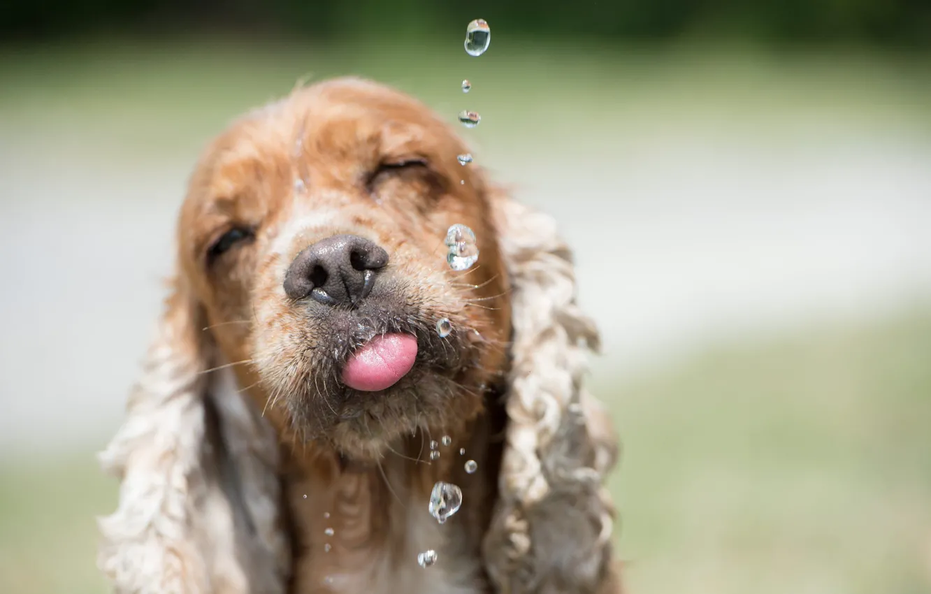 Photo wallpaper language, face, water, drops, animal, dog, dog, Spaniel