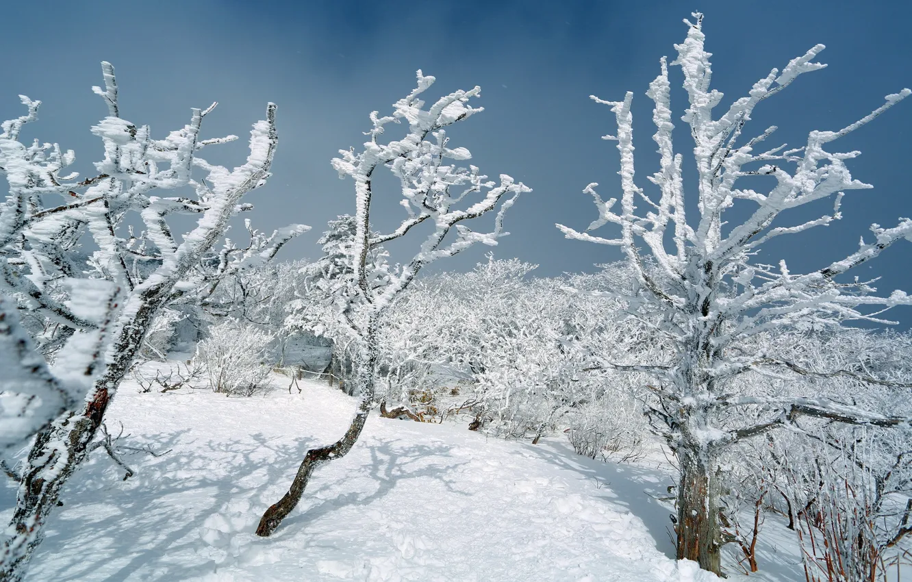 Photo wallpaper winter, snow, trees, landscape