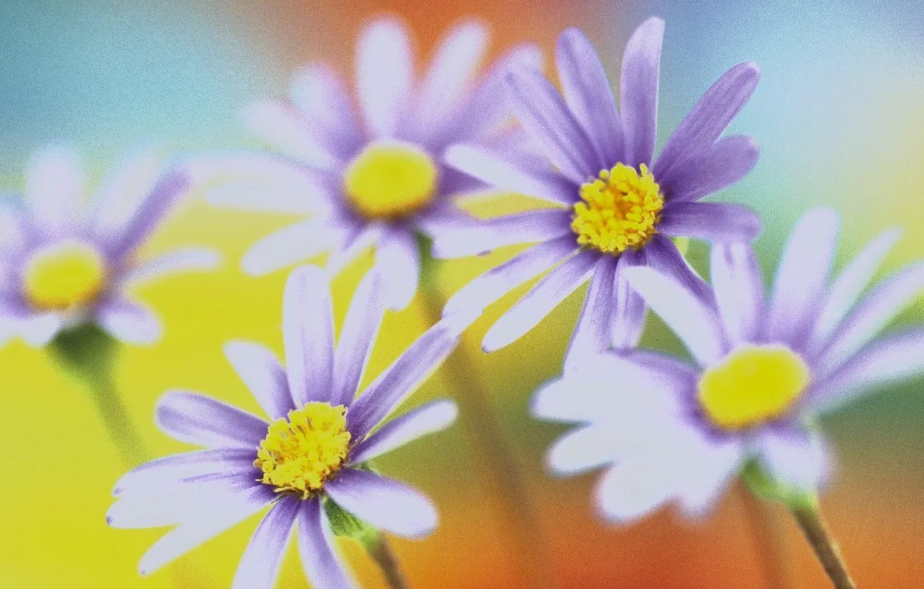 Photo wallpaper macro, flowers, photo, bokeh