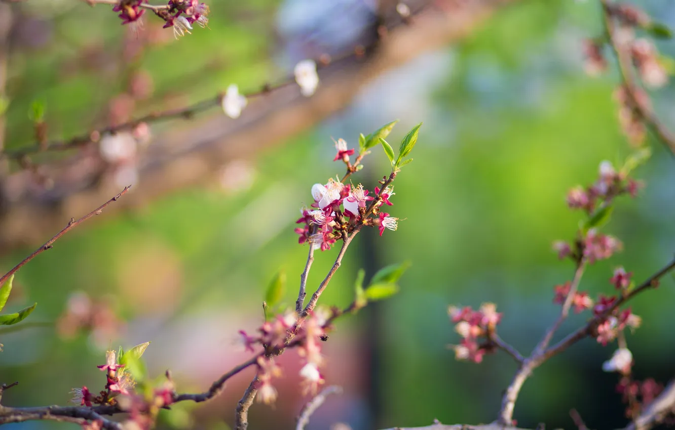 Photo wallpaper branches, sprig, flowering, flowering tree