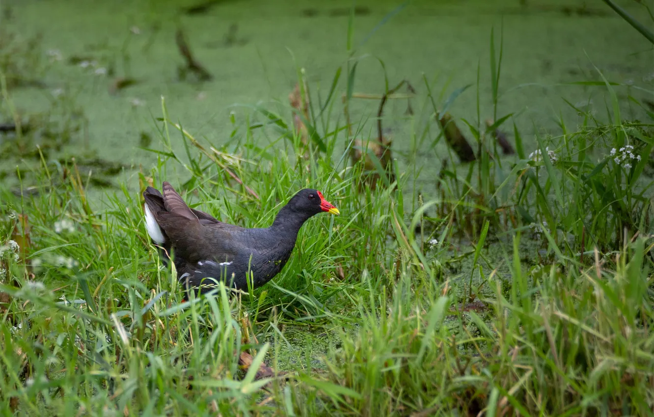 Photo wallpaper Moorhen, Dmitry Chudinin, the marsh chicken