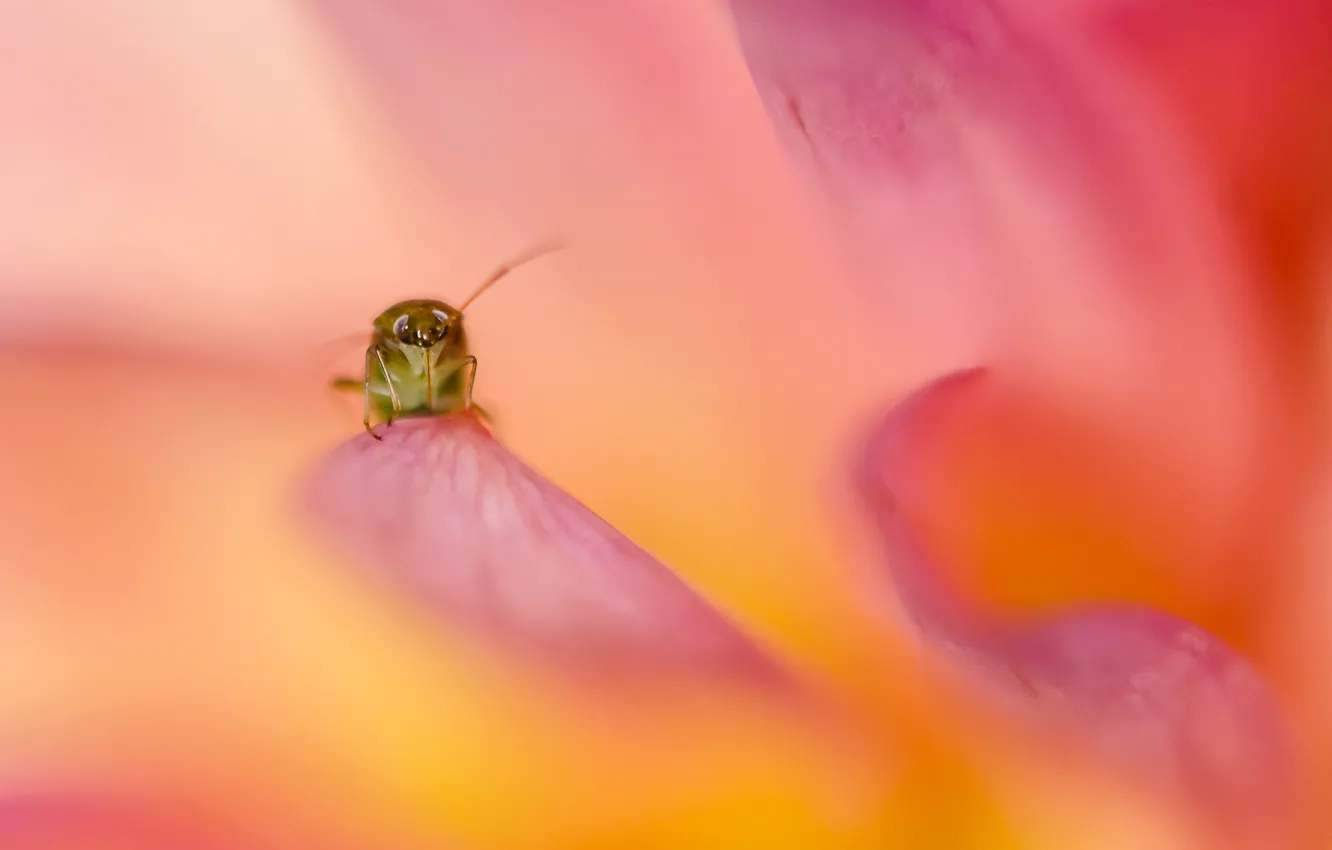 Photo wallpaper flower, legs, petals, insect, antennae, Roseau orange