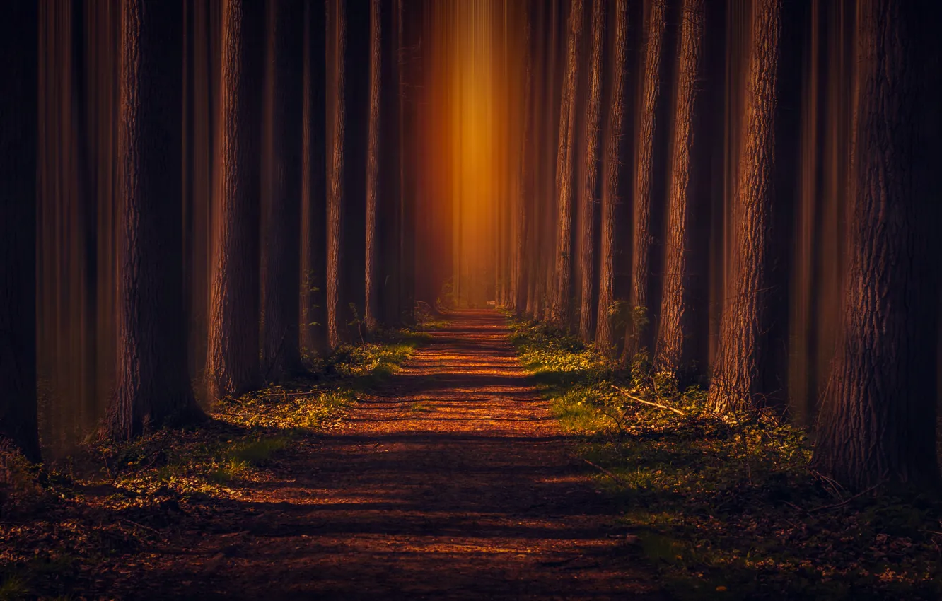 Photo wallpaper trees, track, clearance