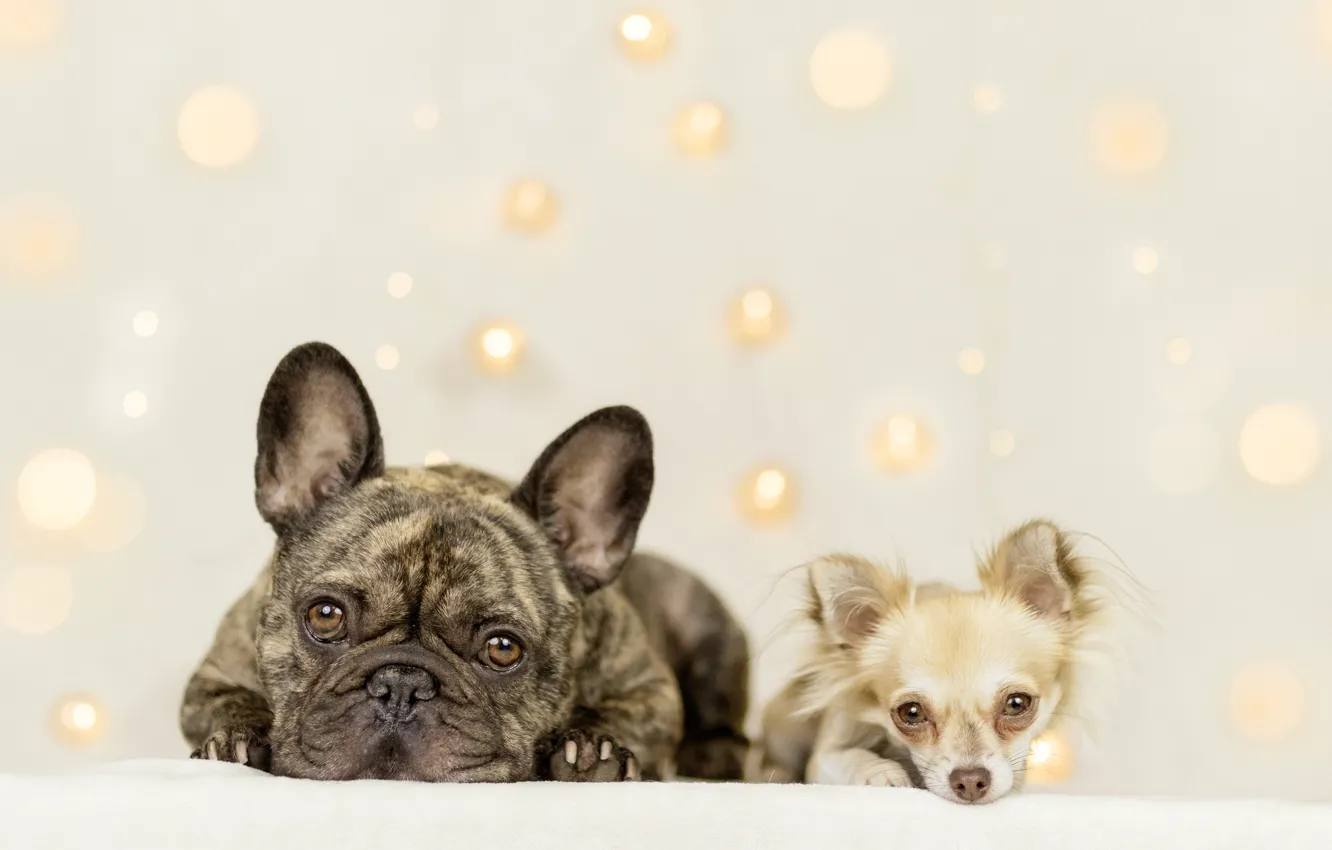 Photo wallpaper look, background, a couple, Chihuahua, French bulldog, two dogs