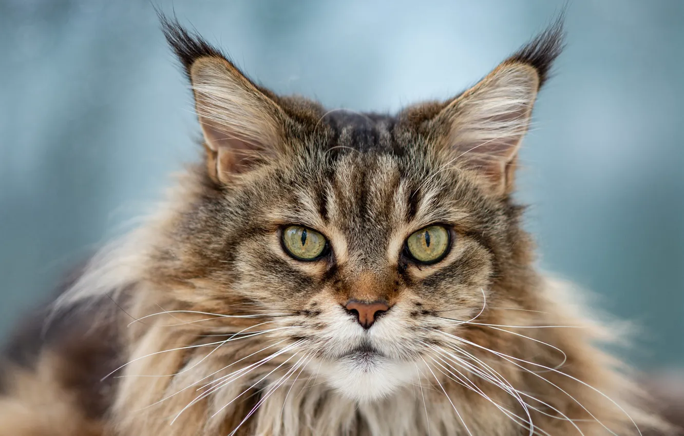 Photo wallpaper cat, cat, look, face, grey, background, portrait, fluffy