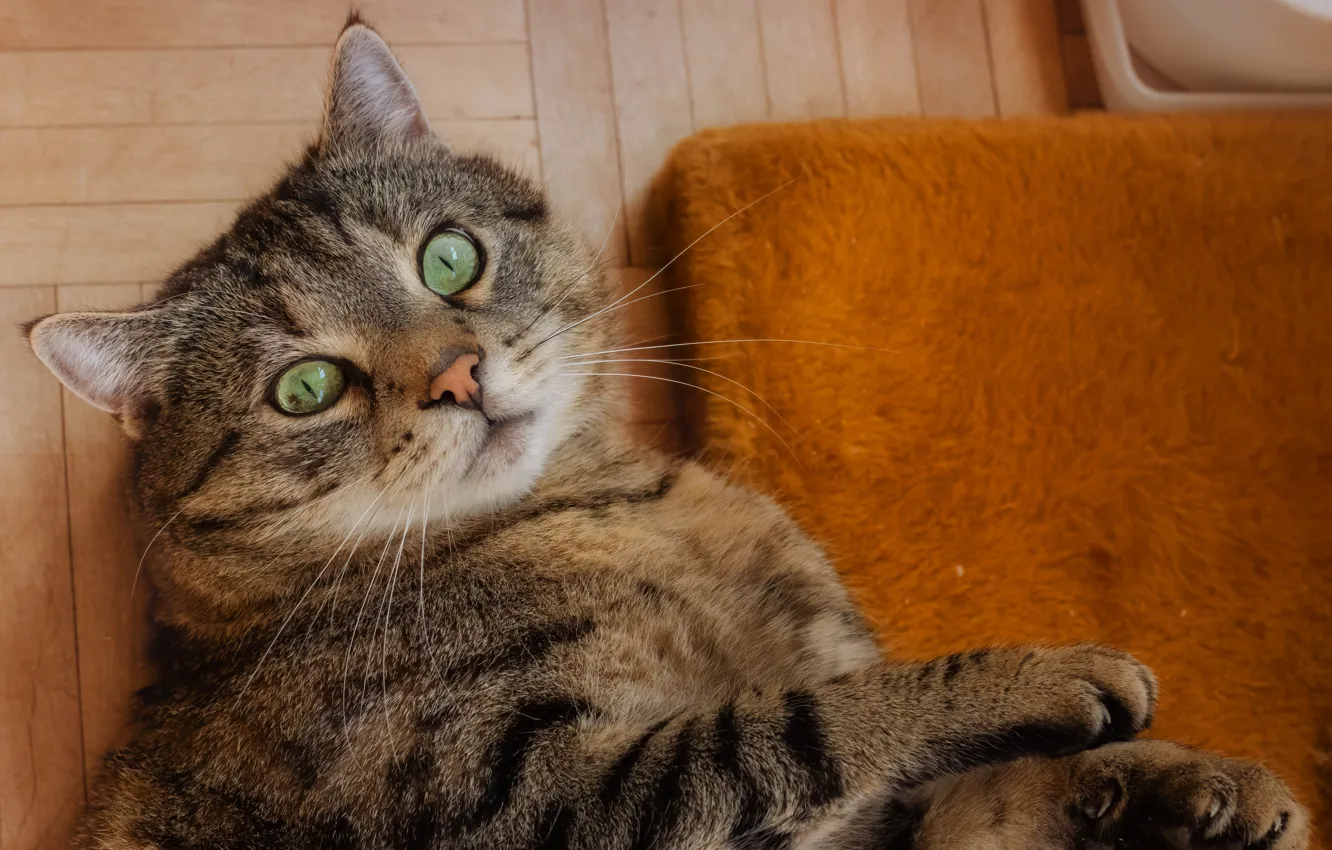 Photo wallpaper cat, cat, look, face, pose, grey, legs, floor