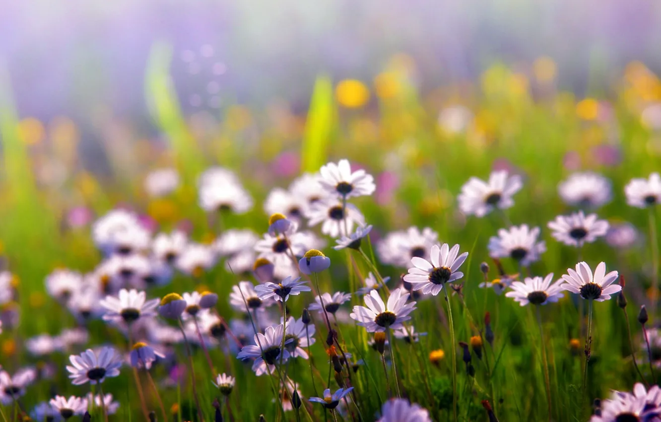 Photo wallpaper field, summer, grass, light, flowers, plant, color, chamomile