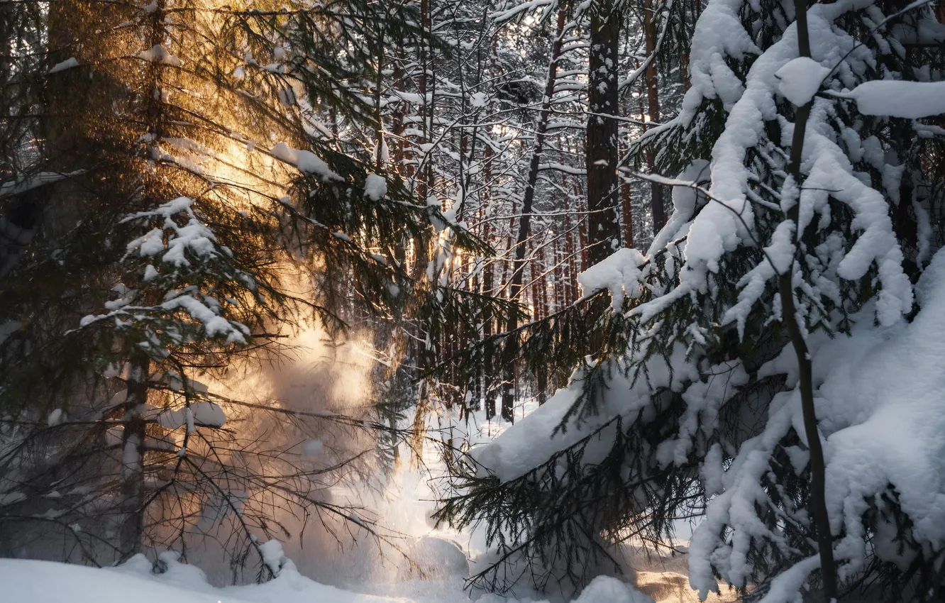 Photo wallpaper light, forest, winter, sun