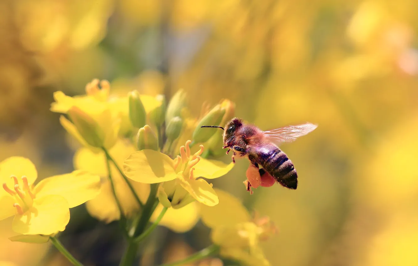 Photo wallpaper macro, flight, flowers, yellow, bee, blur, spring, insect