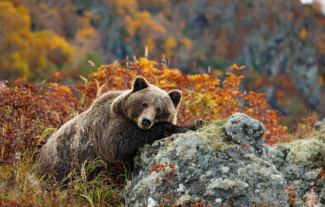 Photo wallpaper look, stones, plant, bear, lies