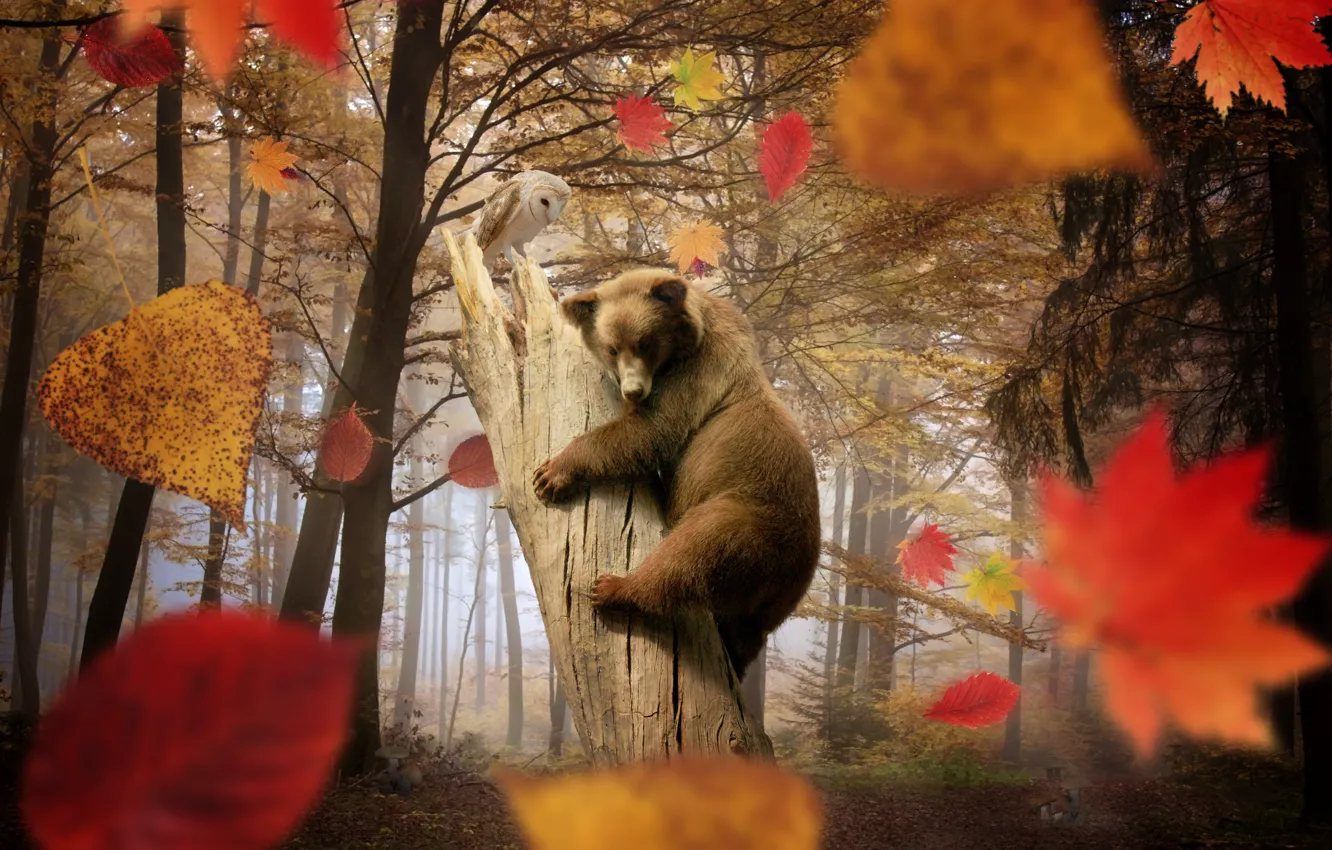 Photo wallpaper autumn, forest, leaves, trees, owl, mushrooms, bear, falling leaves