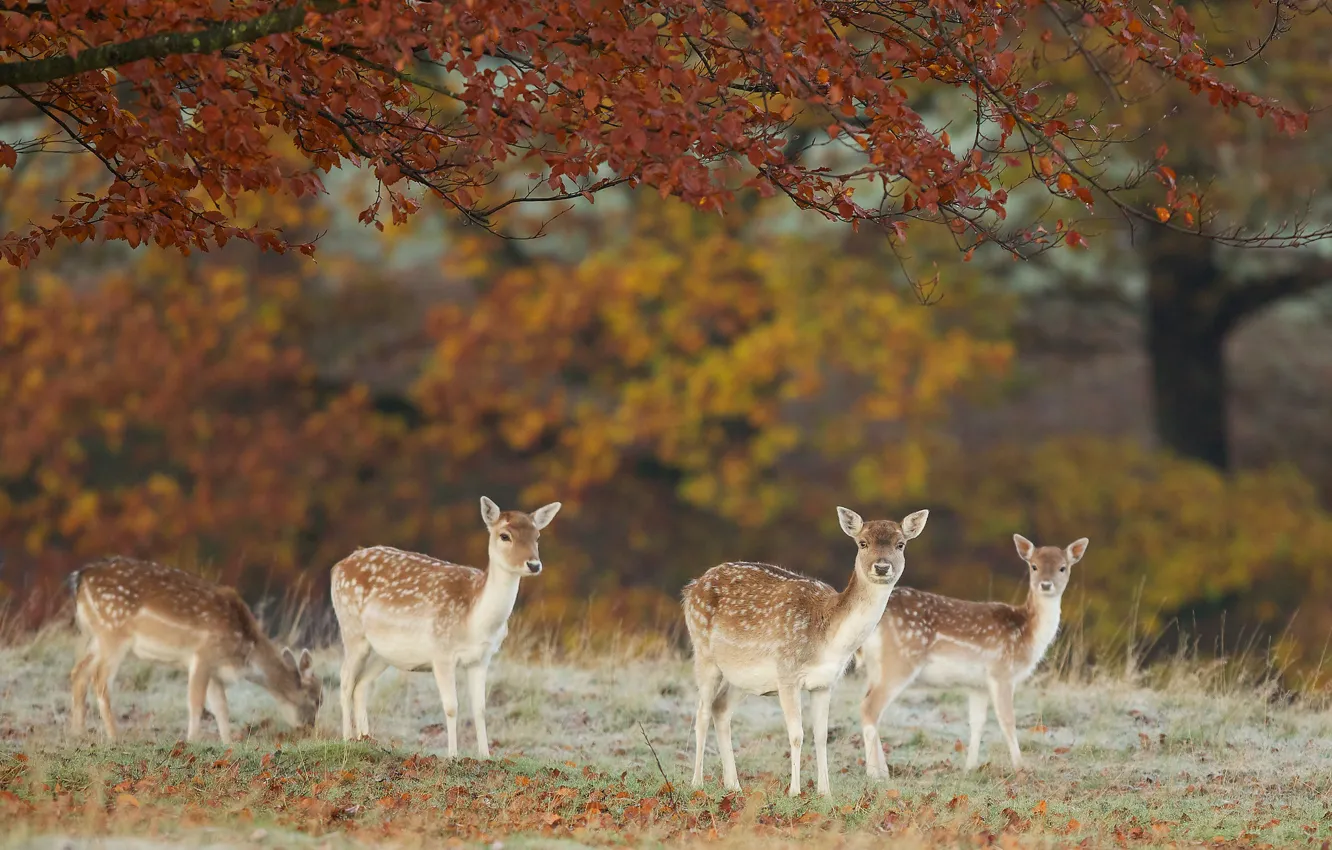 Photo wallpaper autumn, leaves, nature, deer