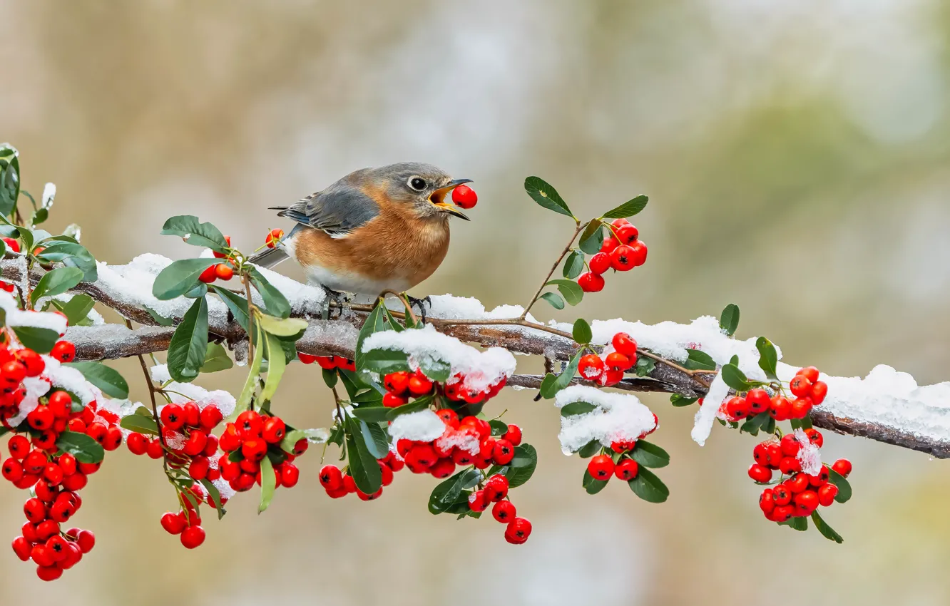 Photo wallpaper winter, leaves, snow, branches, berries, background, bird, beak