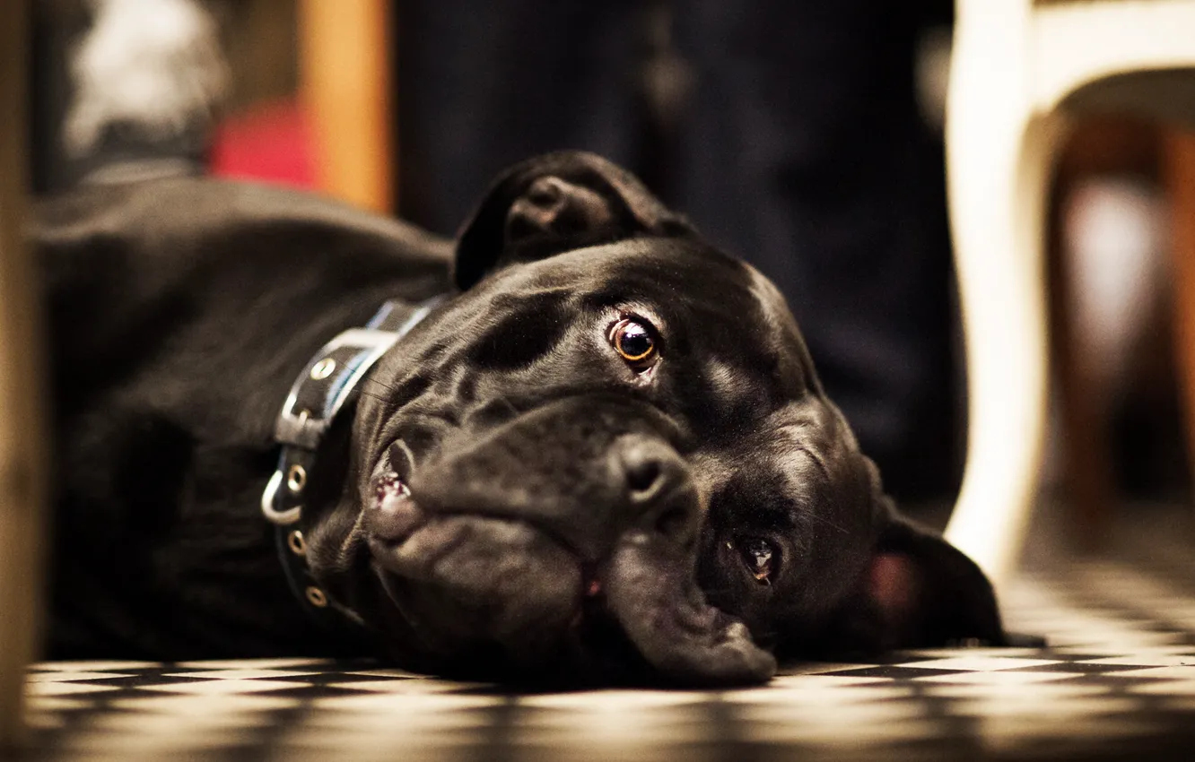 Photo wallpaper face, dog, looks