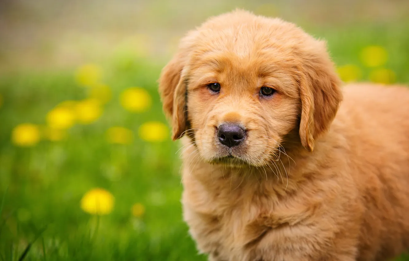 Photo wallpaper look, glade, dog, puppy, red, face, Labrador, Retriever