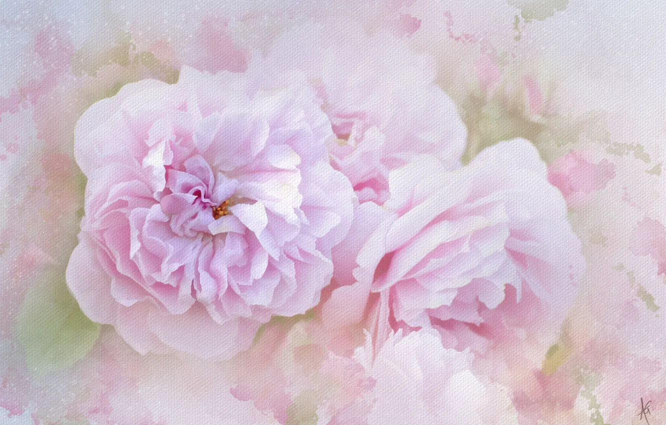 Wallpaper pink, roses, texture images for desktop, section живопись ...