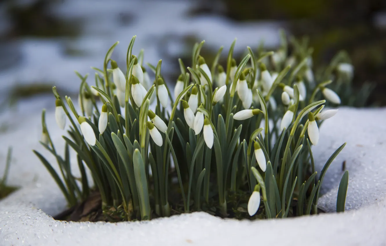 Photo wallpaper snow, flowers, spring, snowdrops