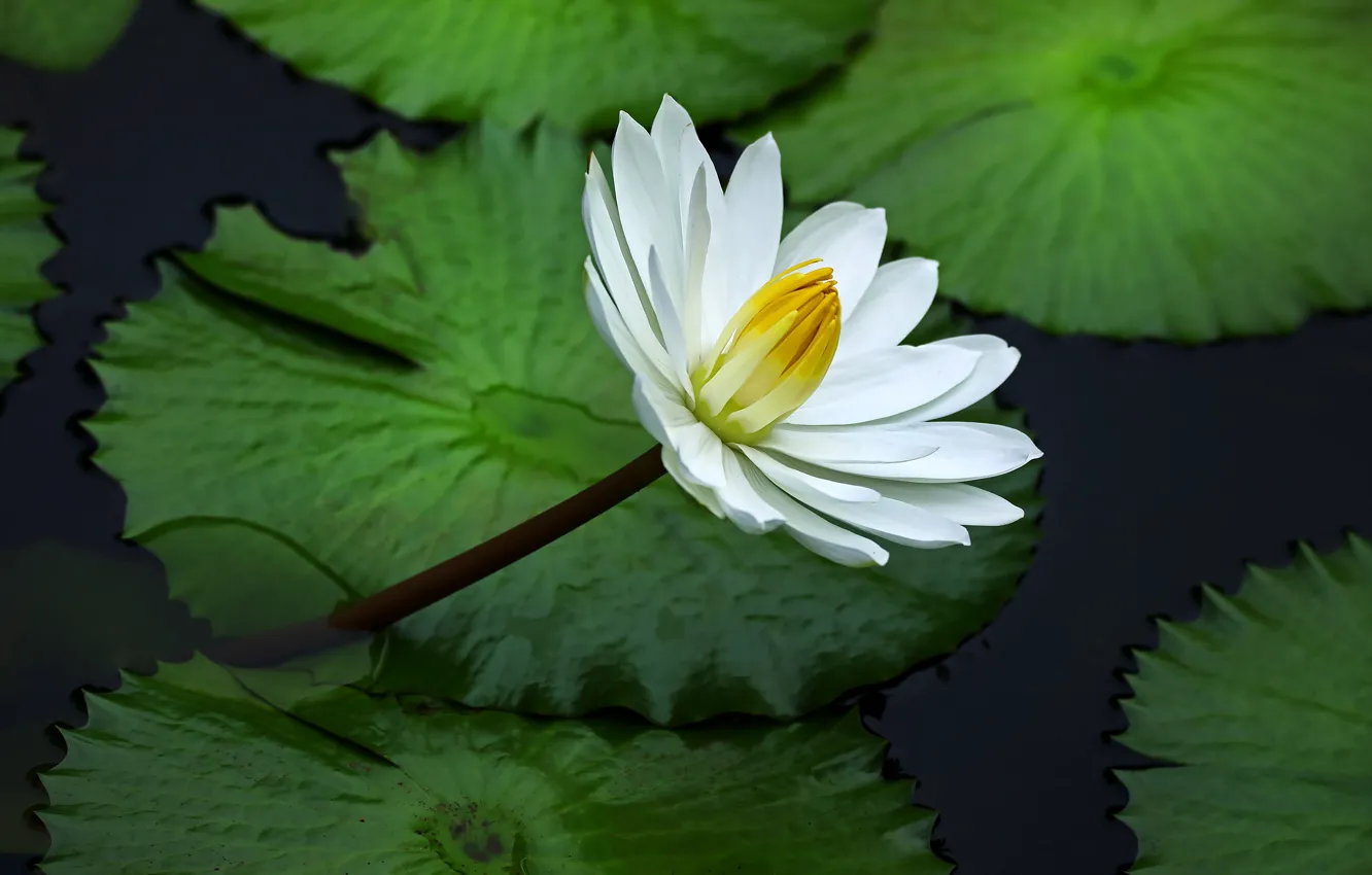 Photo wallpaper white, flower, leaves, Lily, pond, green background, Nymphaeum, water Lily