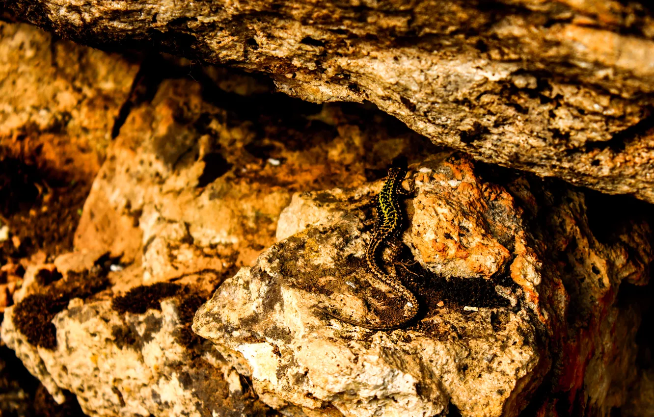 Photo wallpaper rocks, lizard, saturation, curved