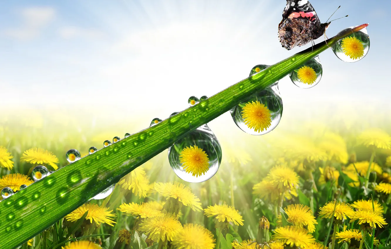 Photo wallpaper summer, water, the sun, drops, rays, light, flowers, Rosa