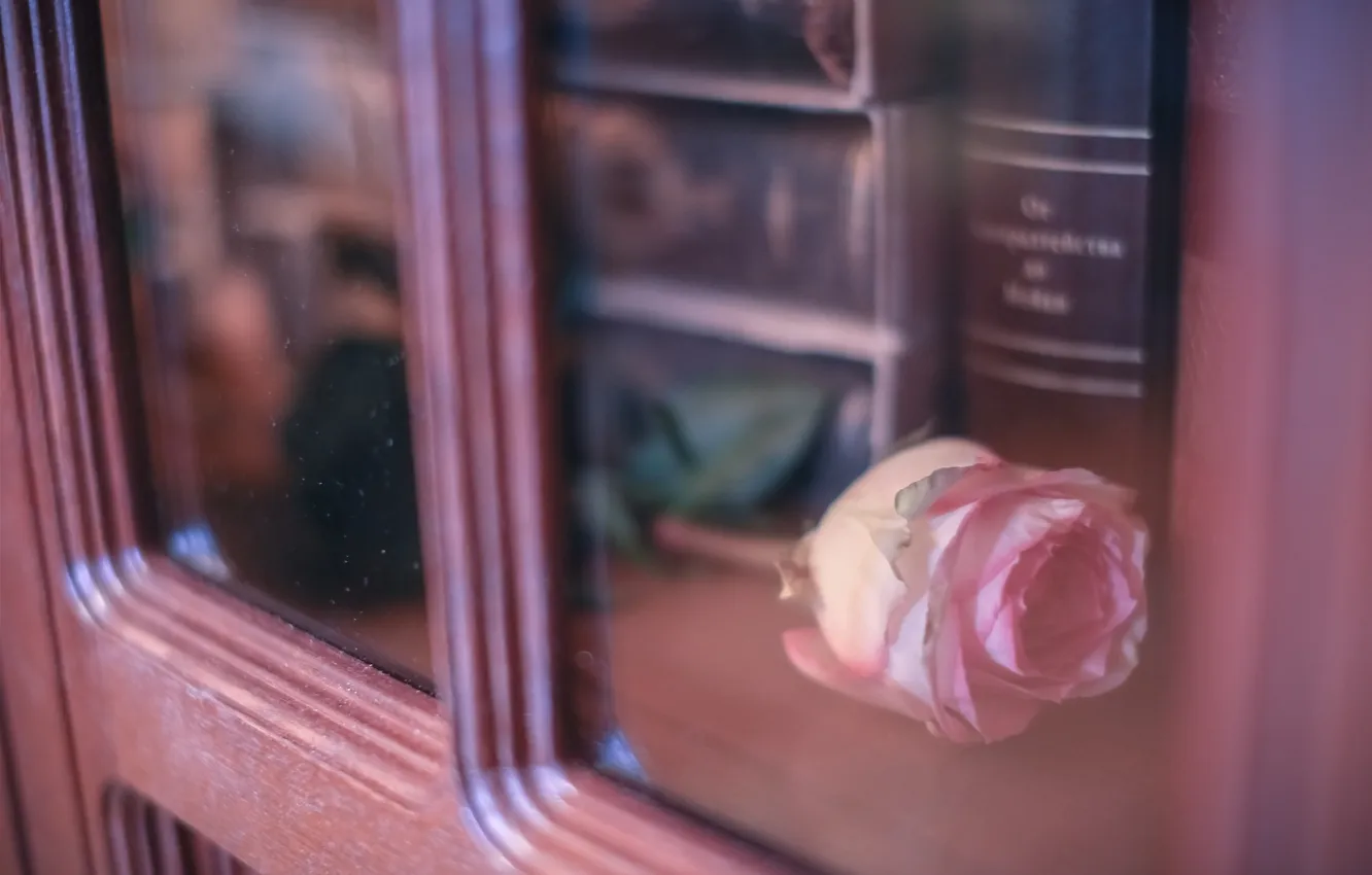 Photo wallpaper flower, glass, rose, petals