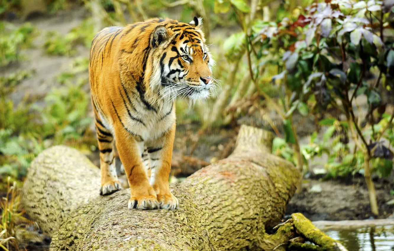 Photo wallpaper look, tiger, tree, predator