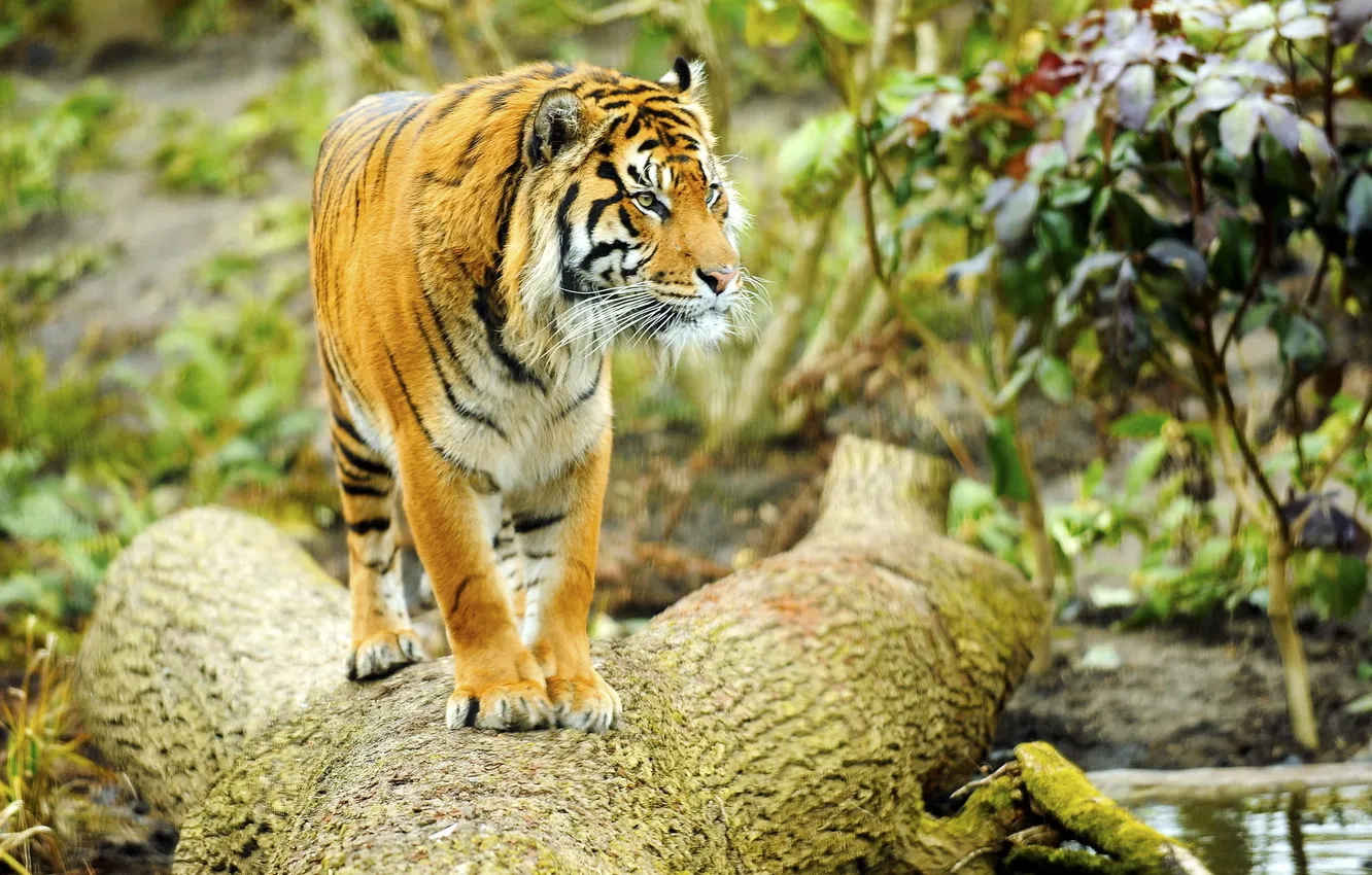 Photo wallpaper look, trees, tiger, predator