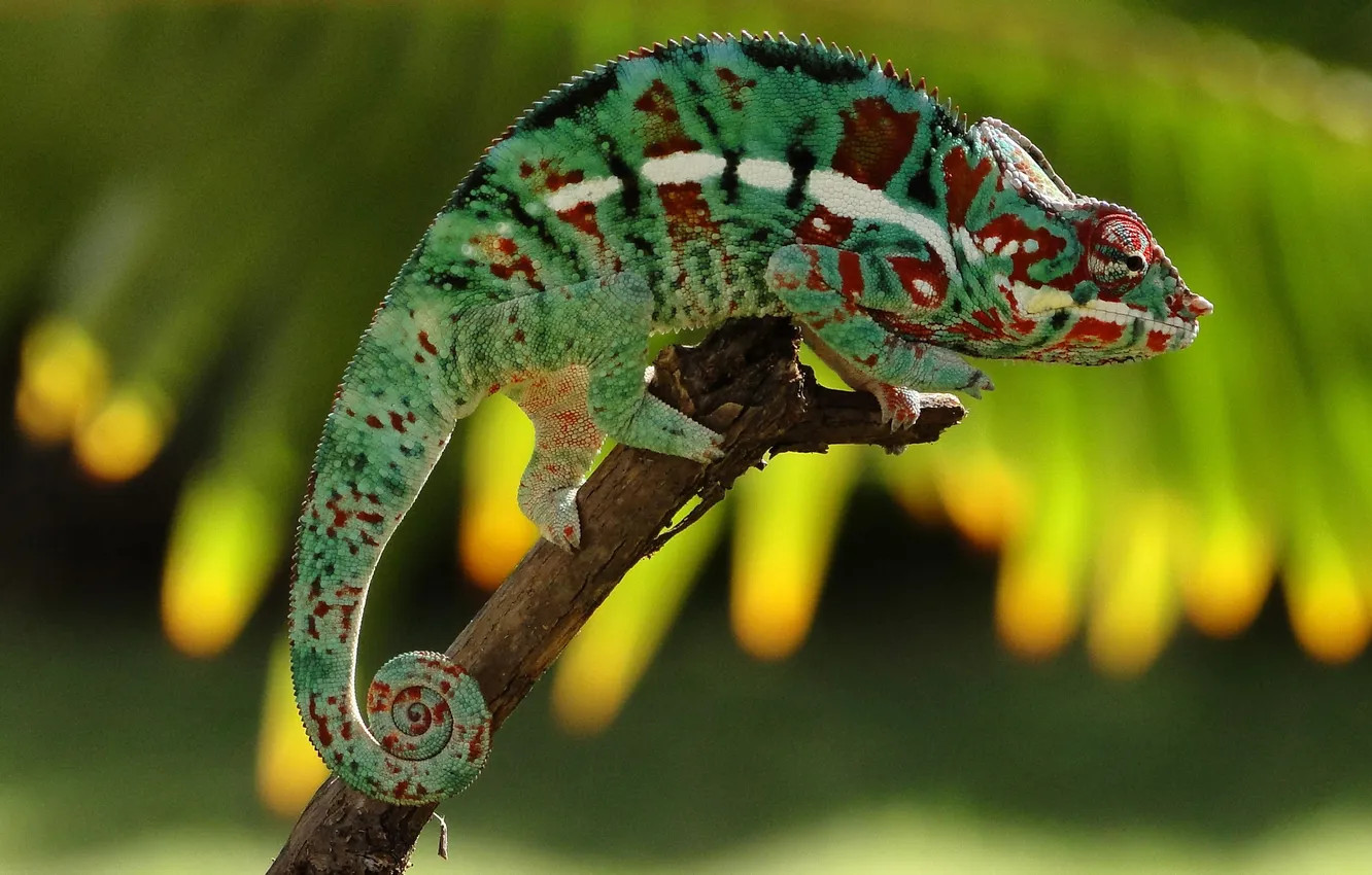 Photo wallpaper branches, lizard, khamilion