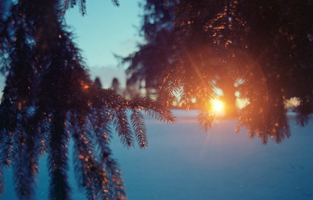 Photo wallpaper winter, the sun, snow, branches, tree