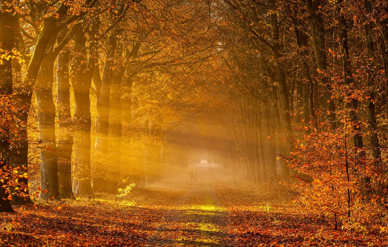 Photo wallpaper road, autumn, landscape, fog