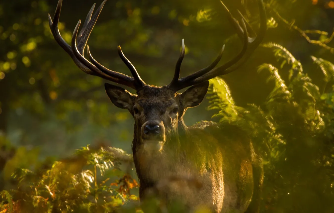 Photo wallpaper horns, animal, wild, vegetation, antlers, ferns, Elk