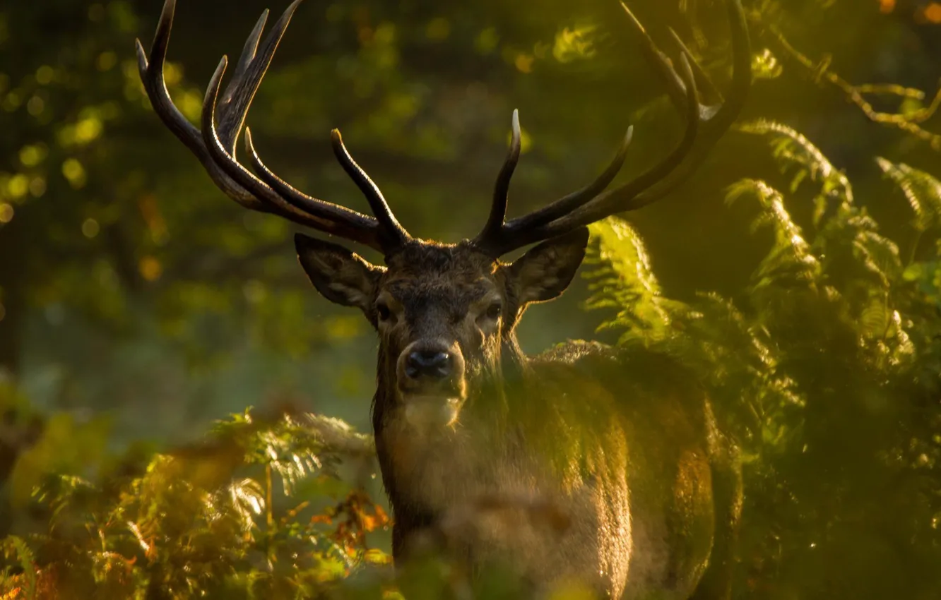 Photo wallpaper horns, animal, wild, vegetation, antlers, Ferns, Elk